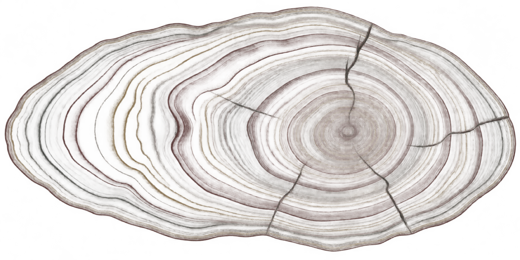 Original illustration of growth rings, a metaphor for patterns over time
